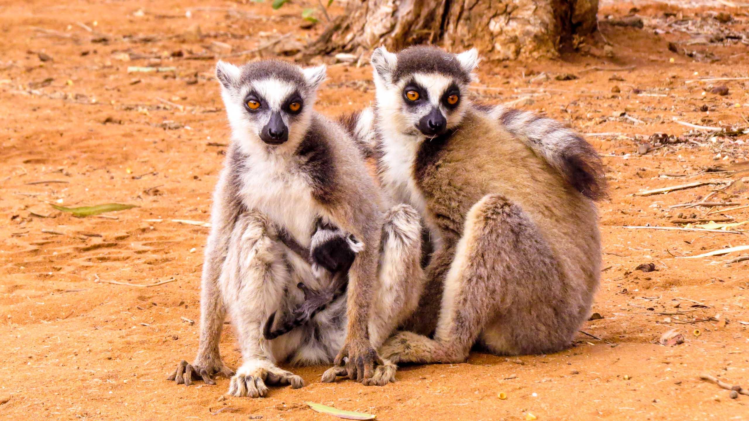 Madagascar: Lemurs! Lemurs! - Journeys International