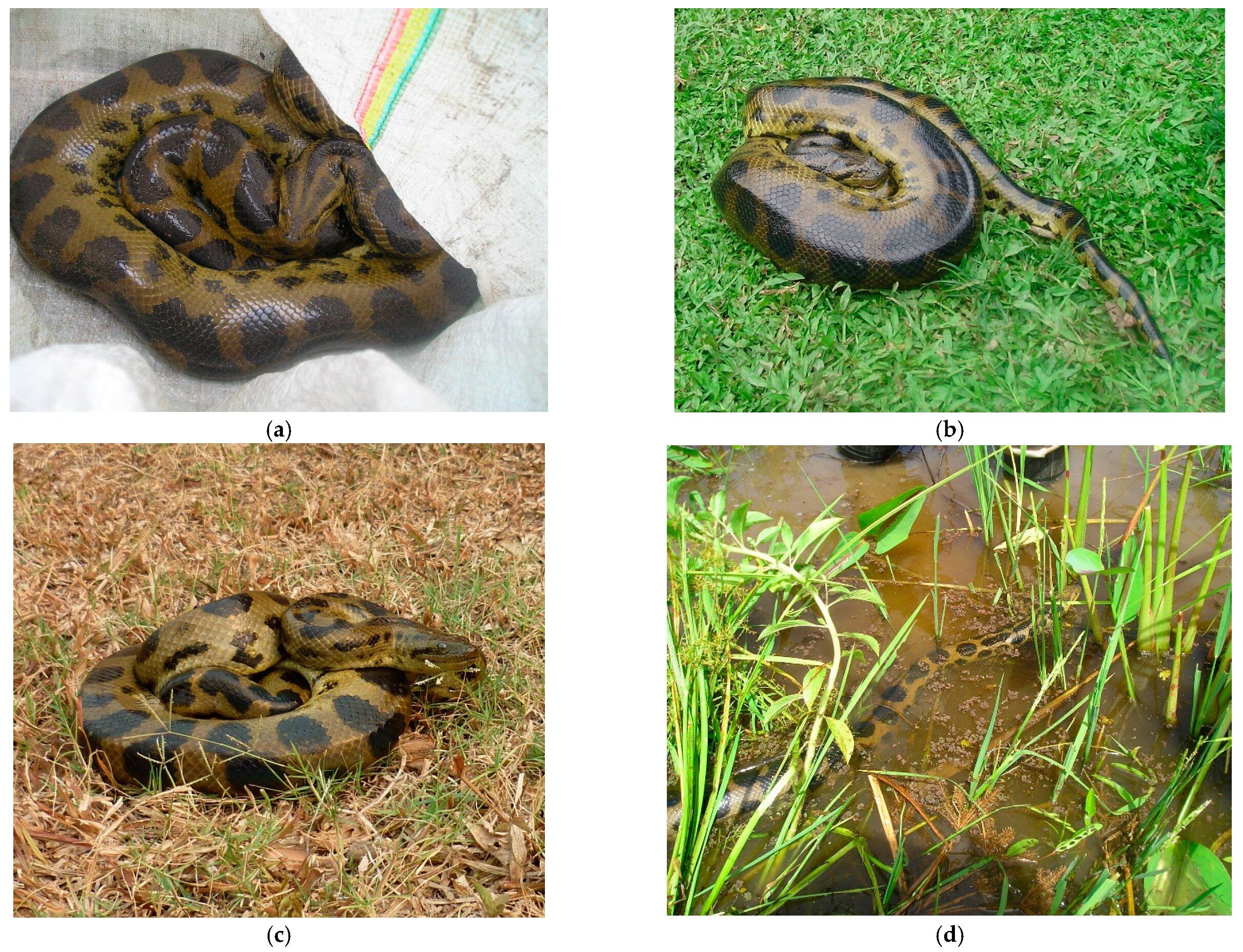 Scientists shocked to discover new species of green anaconda, the ...