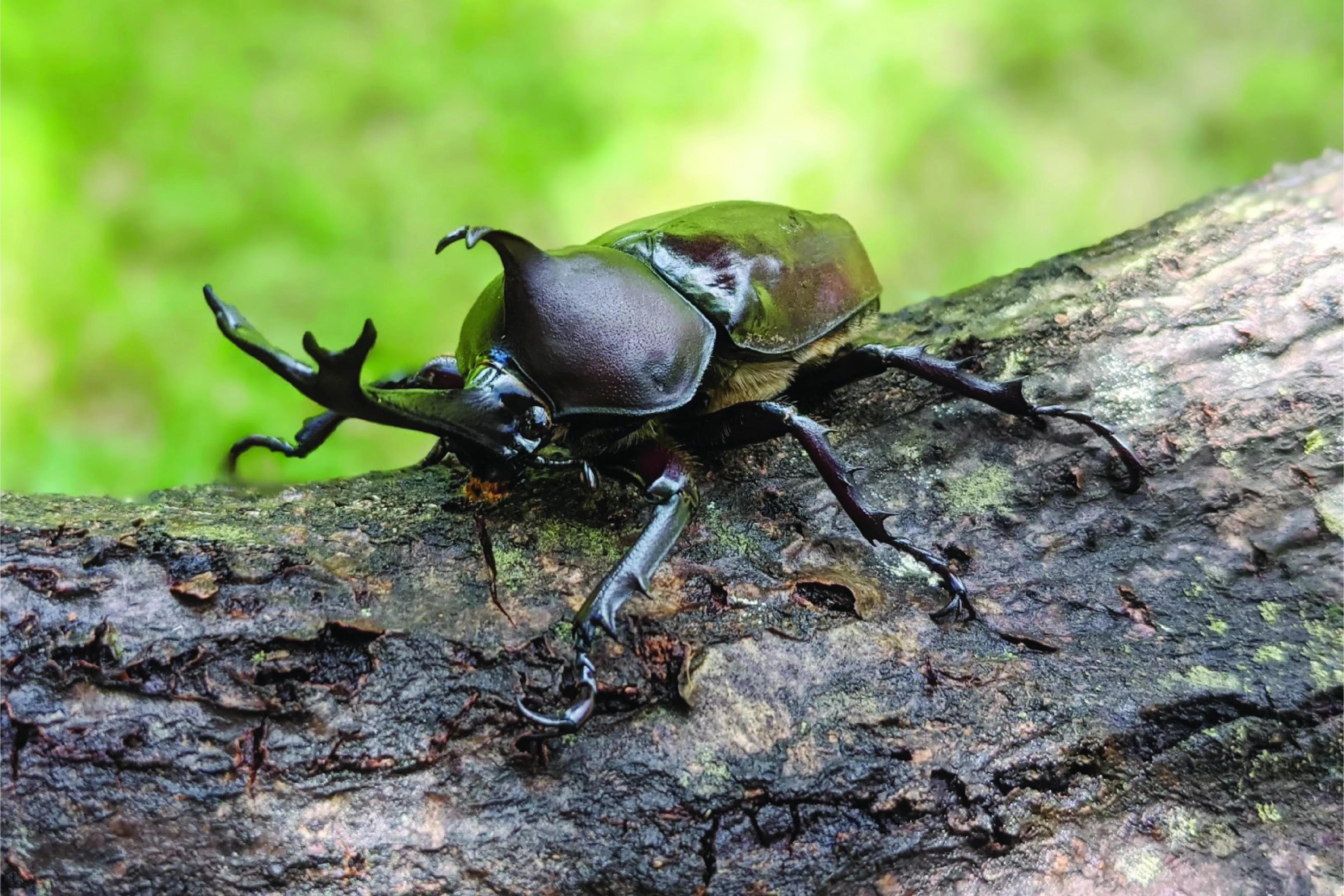 Entomophagy Is Attracting Attention! The Safety Aspects and Types
