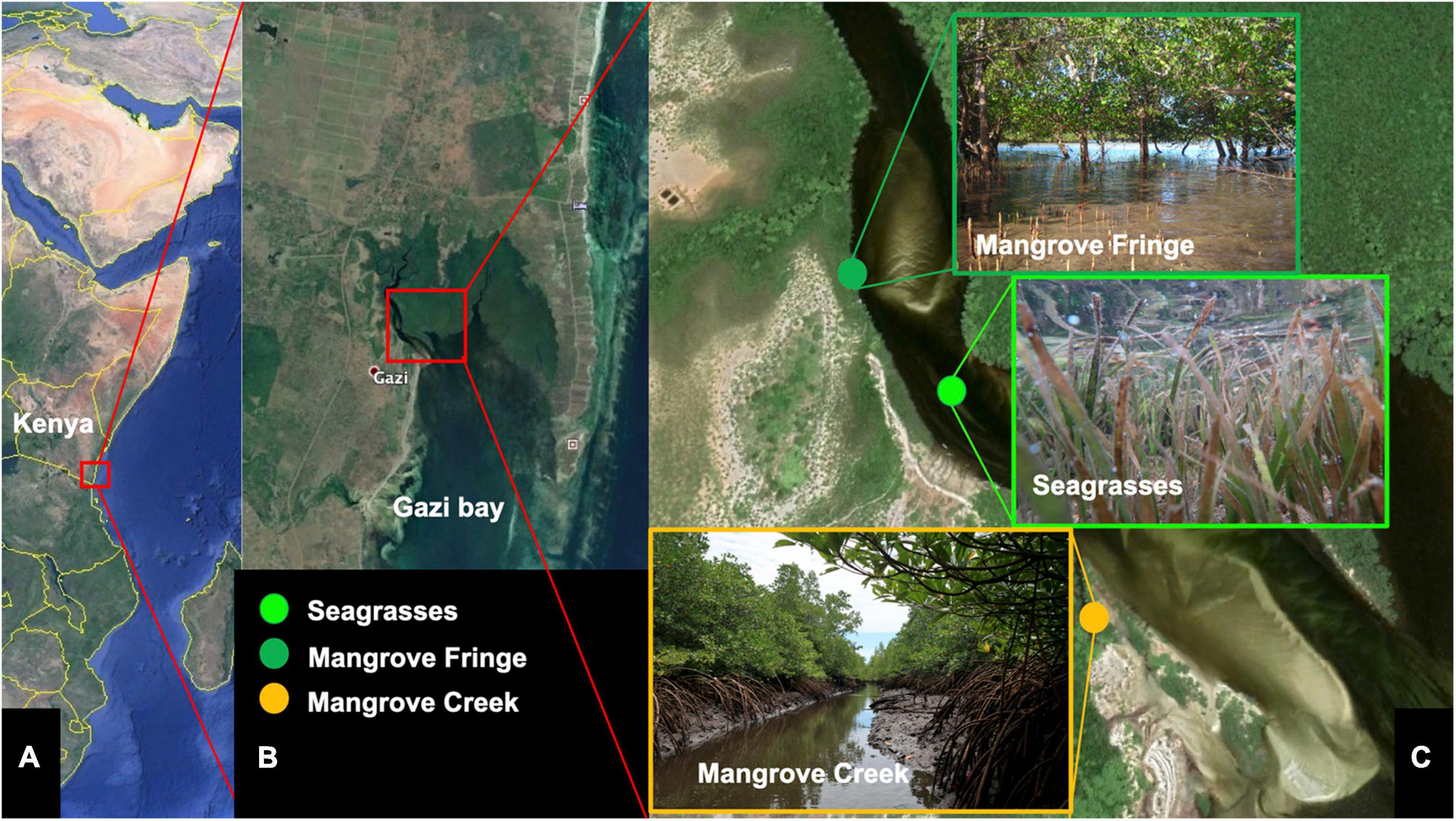 Frontiers | Dissolved Oxygen in Heterogeneous Environments ...
