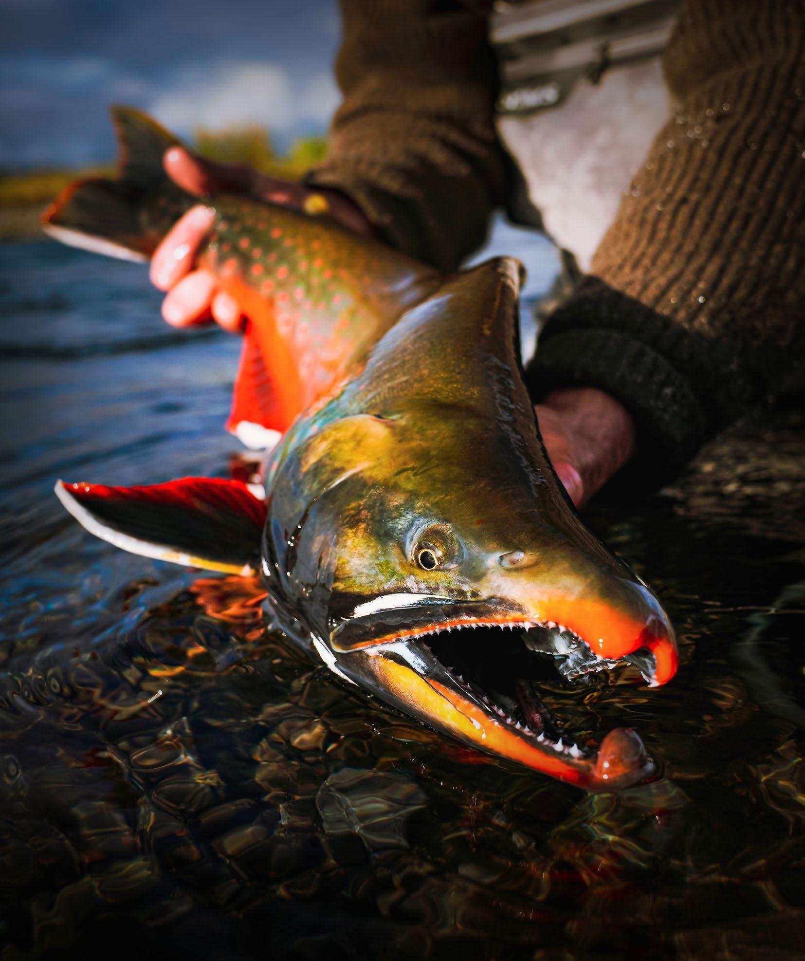 In the Loop Fly Fishing Magazine - Issue 35 by In the Loop Fly ...